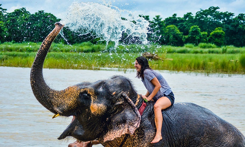 चितवन राष्ट्रिय निकुञ्जमा हात्तीसंग रमाउँदै बिदेशी पर्यटक
