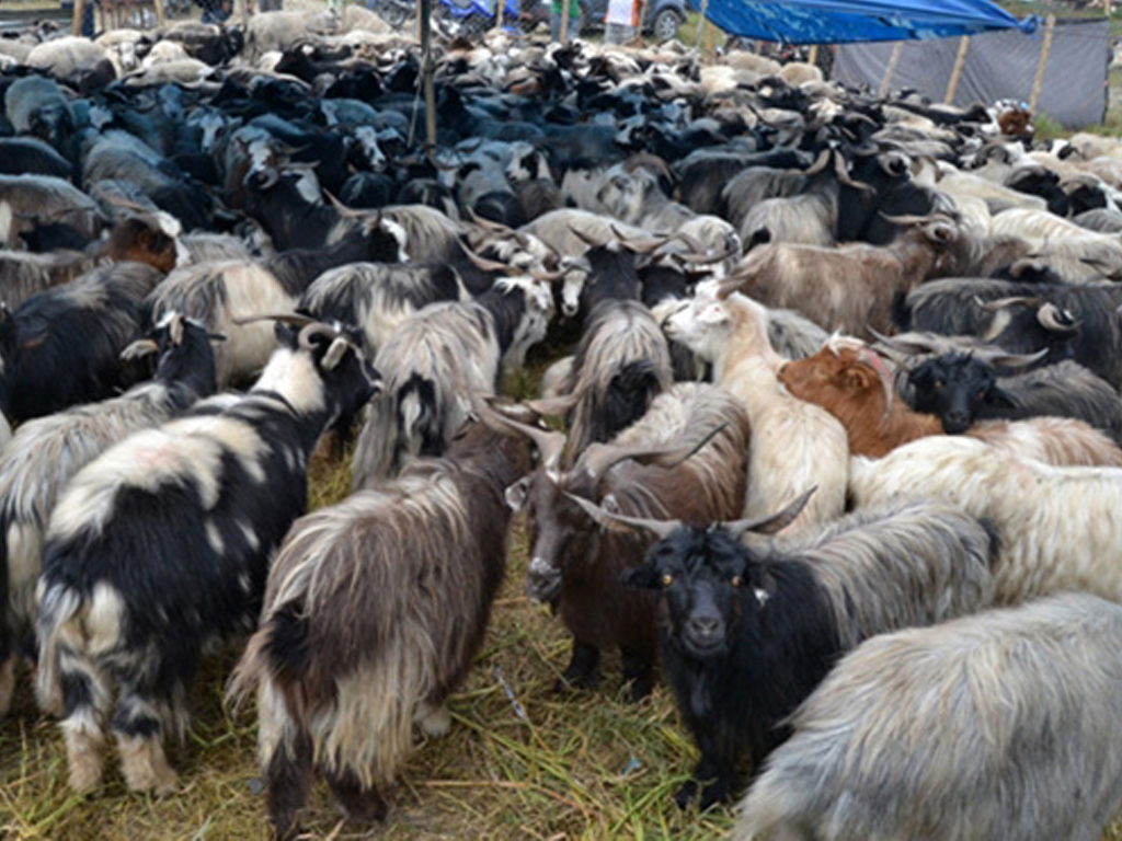 च्याङ्ग्रा व्यापारीको दु:ख: दसैँ खर्च जोहो गर्न डोल्पादेखि बागलुङ