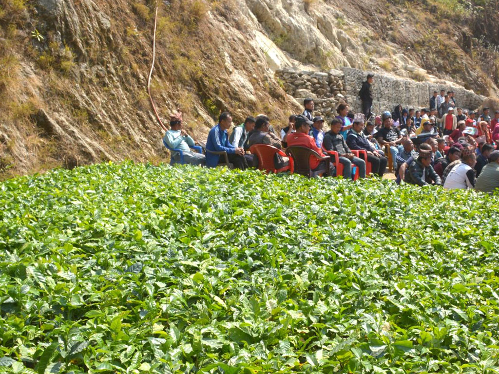 मकै छोडेर कफी खेतीमा महाभारतका किसान