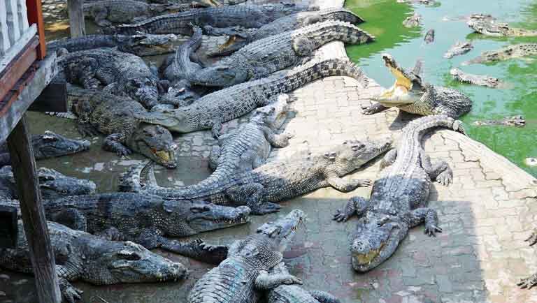 गोही प्रजनन केन्द्रमा हुर्काइएका ७२ गोही नदीमा छाडियो