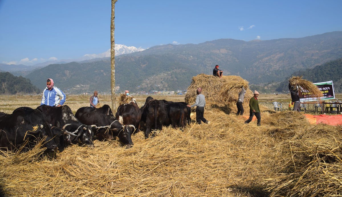 पर्यटन प्रवर्द्धन गर्न पोखरामा दाइँ महोत्सव