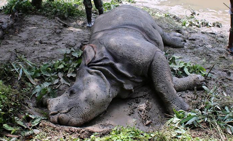 गैँडा मारेको घटना छानविन गर्न माग