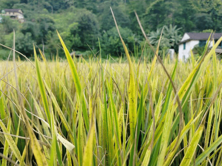 धानबालीमा फड्के किराको प्रकोप