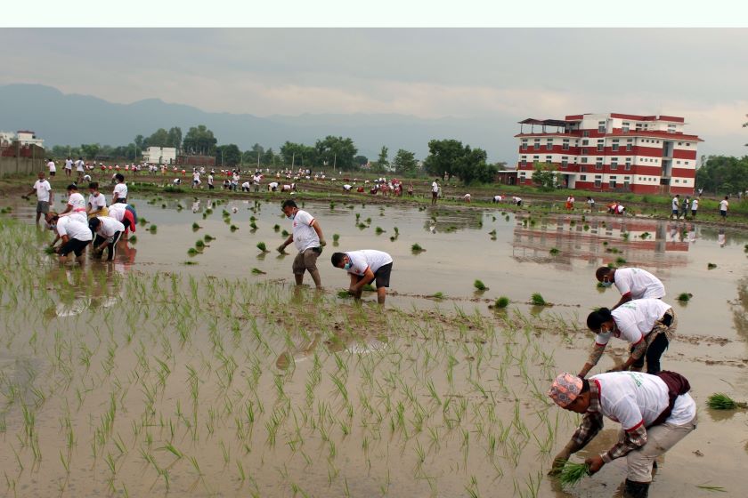 यसरी मनाइयो धान दिवस (फोटो फिचर)