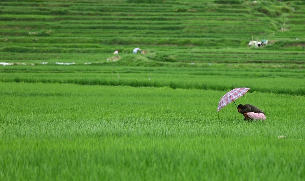 सिँचाइको व्यवस्थासँगै भरतपुरका जमिन चैते धानले हराभरा