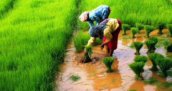 चितवनमा धमाधम चैतेधान रोप्न सुरु