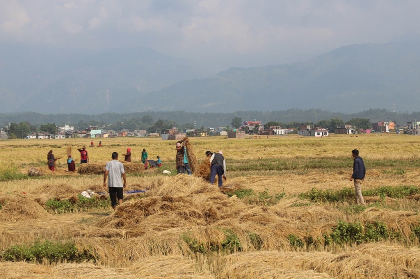 चितवनमा धान उत्पादन घट्दै