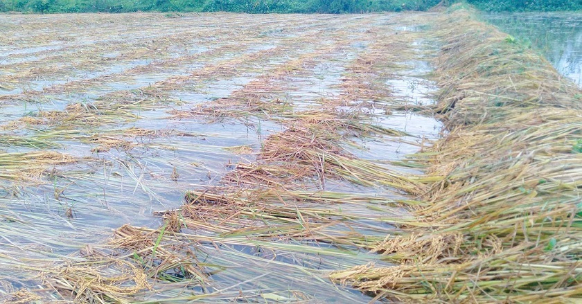 धानबालीमा क्षति भएका किसानले पाए राहत