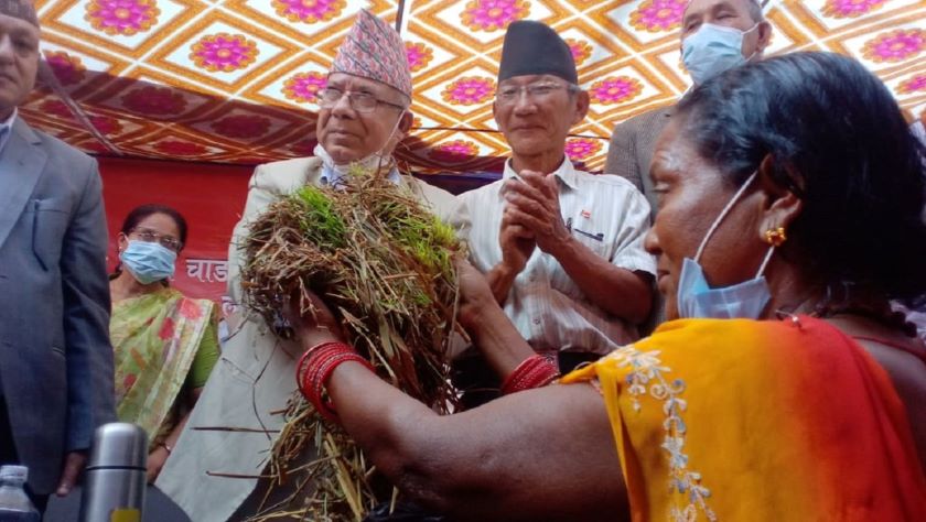 माधव नेपाललाई बुझाए किसानले उम्रिएको धान