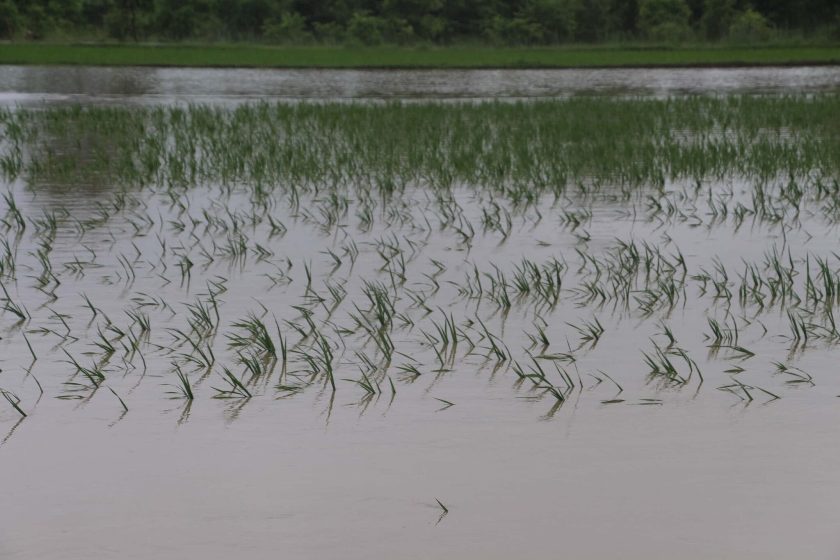 चार हजार हेक्टर धानबाली डुबान