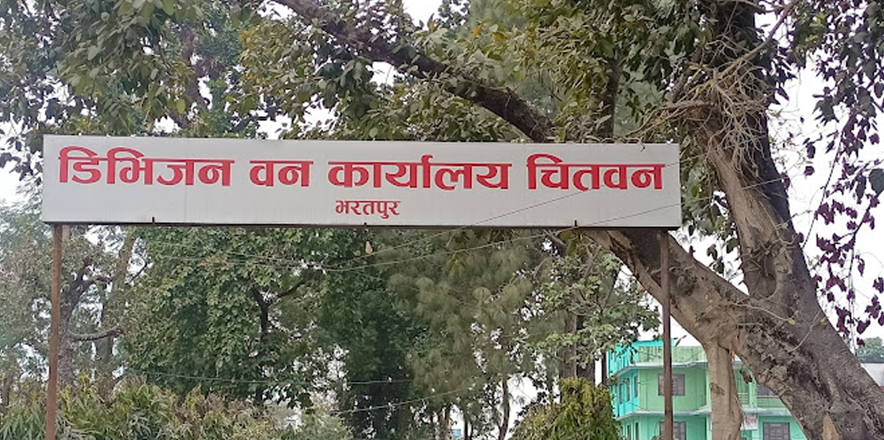 पुराना काठ व्यवस्थापन गर्दै डिभिजन वन कार्यालय
