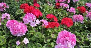 बहुरंगी जिरेनियम फूललाई कसरी हुर्काउने ?