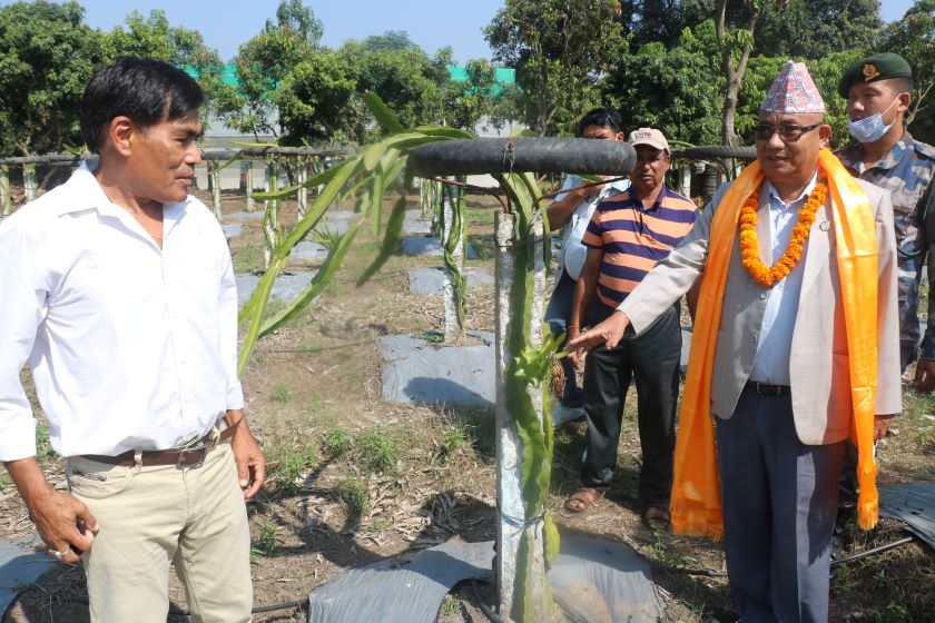 पोखराका गुरुङको चितवनमा ड्रागनखेती : ड्रागन फुडको केन्द्र चितवन बन्ने बागमती प्रदेशका कृषि मन्त्रीको उद्घोष