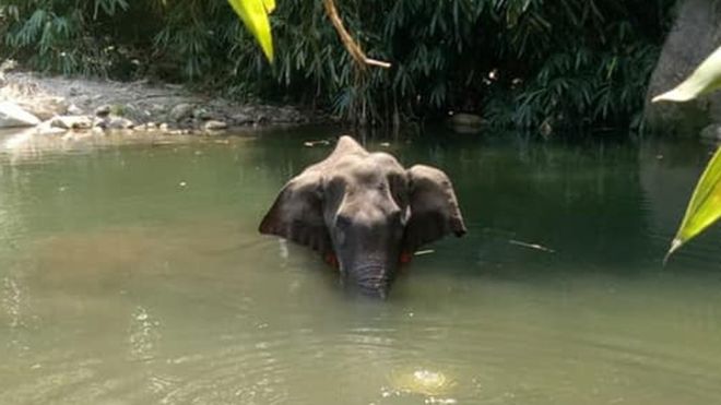 हात्तीको आक्रमणबाट कञ्चनपुरमा एकजनाको मृत्यु