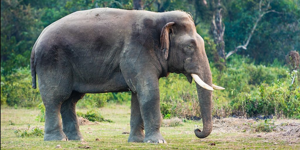 जङ्गली हात्तीको आक्रमणबाट मृत्यु