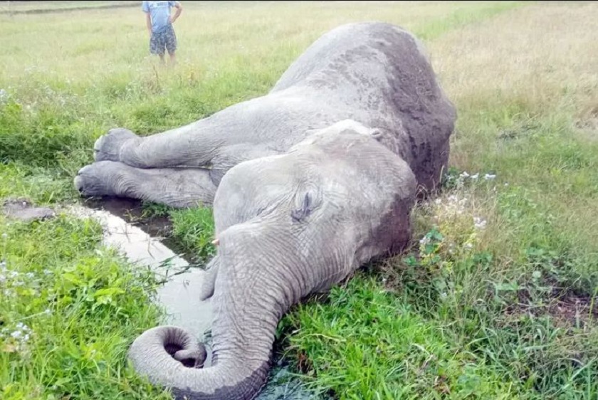 सेफ्टी ट्यांकीमा परेर कञ्चनपुरमा हात्तीको मृत्यु