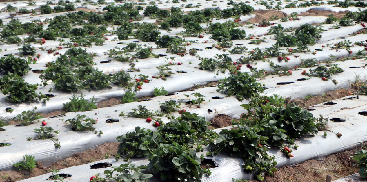 स्ट्रबेरीखेतीले बढायो एग्रो-टुरिजमको आकर्षण