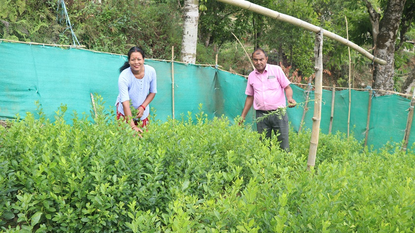 बिक्दैनन् फलफूलका बिरुवा, लगानी घटाउँदै कृषक