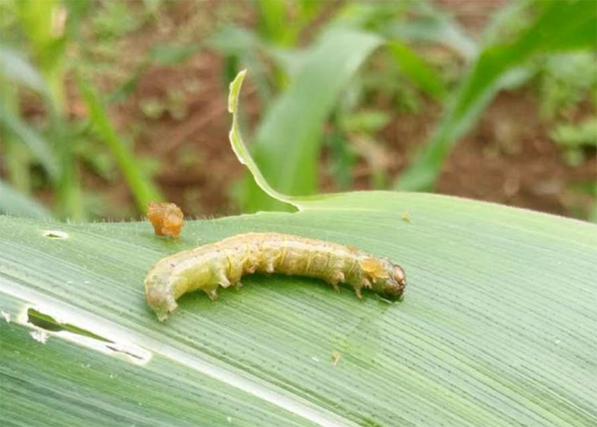 कालिकोटमा फौजी किराको आतङ्कः किसान चिन्तित