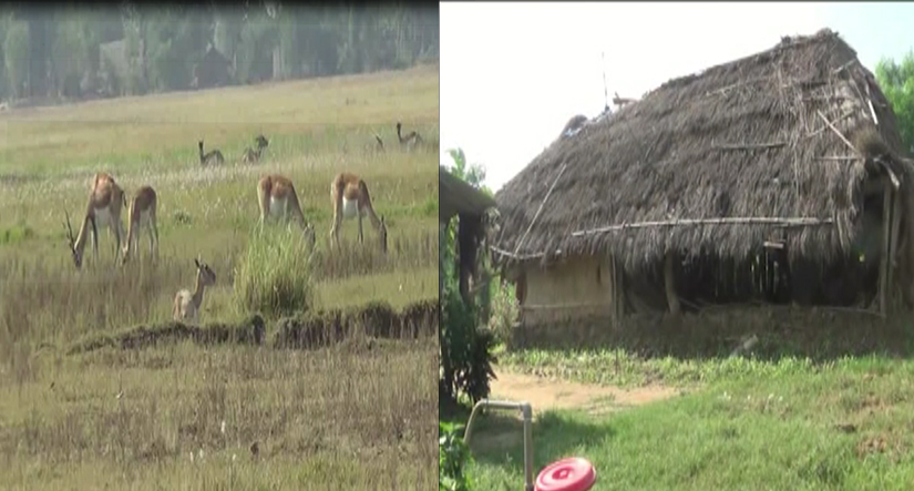 कृष्णसार संरक्षण क्षेत्रमा रहेका जोताहा किसानको अवस्था दयनीय बन्दै