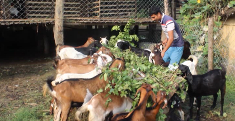 विदेशको पिडा भुल्दै जैसी, बाख्रा पालन ब्यवसायमा रमाउदै