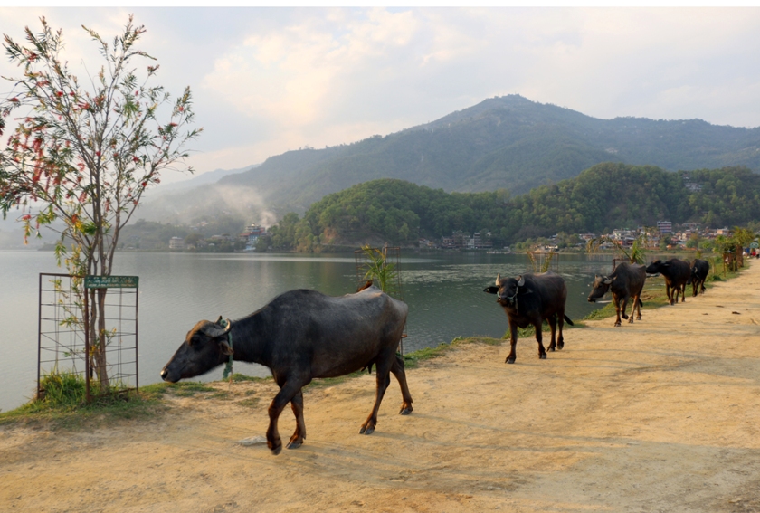 पर्यटकको भिडभाड हुने फेवाताल किनारमा लहरै भैँसी