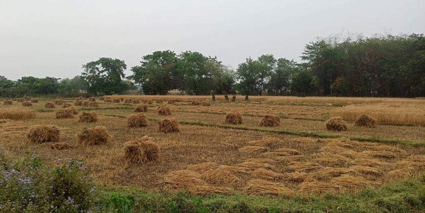 लुम्बिनीमा बेमौसमी वर्षाले गहुँबालीमा क्षति