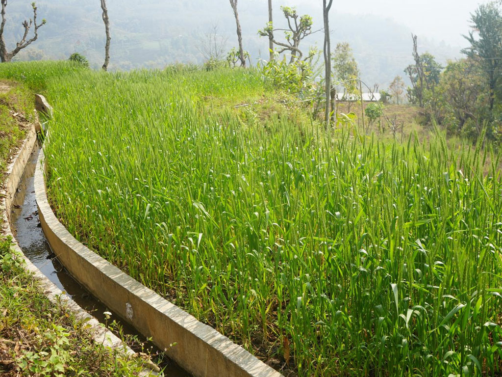 सिँचाइ सुविधापछि तीन बाली खेती