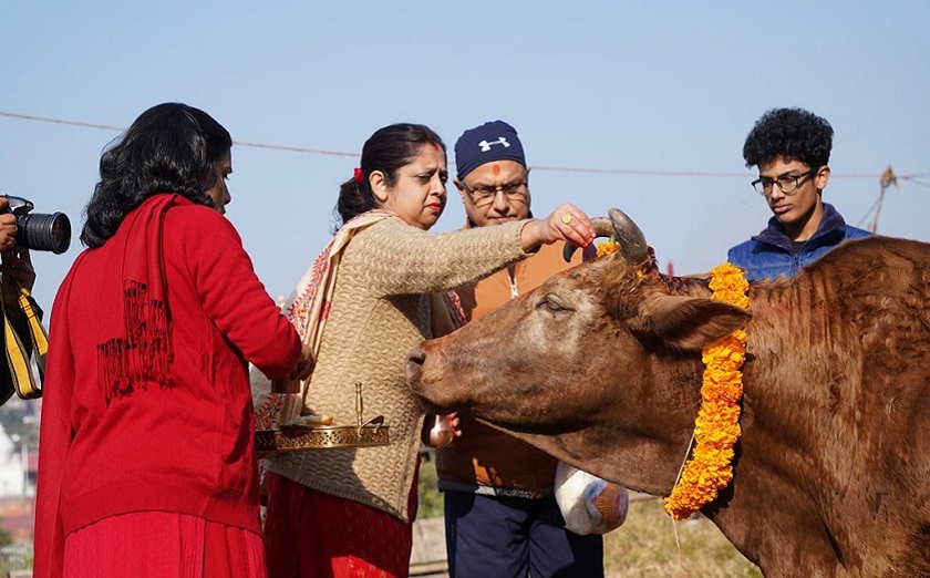 पशुपतिमा गरियो सामूहिक गाई पूजा