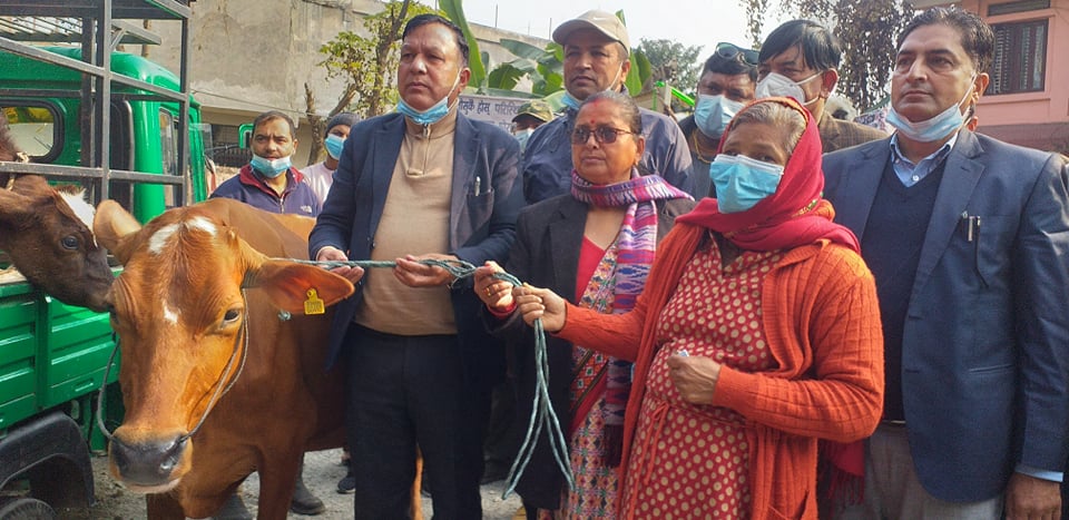 दुई सय किसानलाई गाई बाँड्ने अभियान सुरु