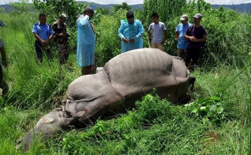 चितवन निकुञ्जमा सडेको अवस्थामा मृत गैँडा भेटियो