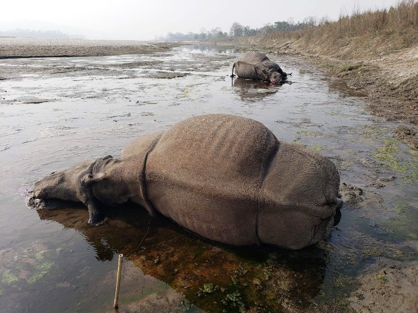 निकुञ्जमा तस्करले मारे दुइटा गैँडा