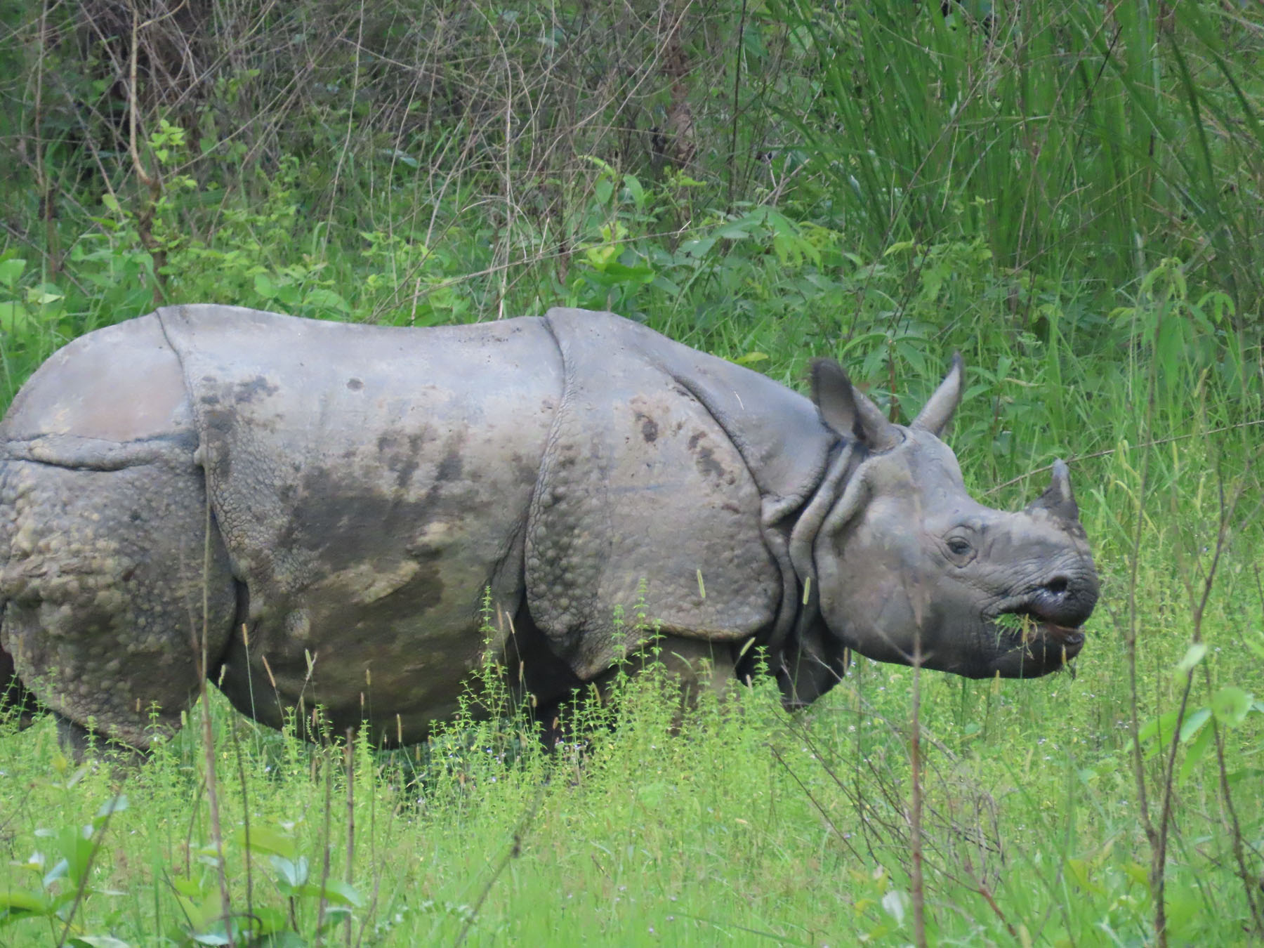 बाढीले भारत तर्फ बगाएको गैँडाको तीन वर्षपछि उद्धार