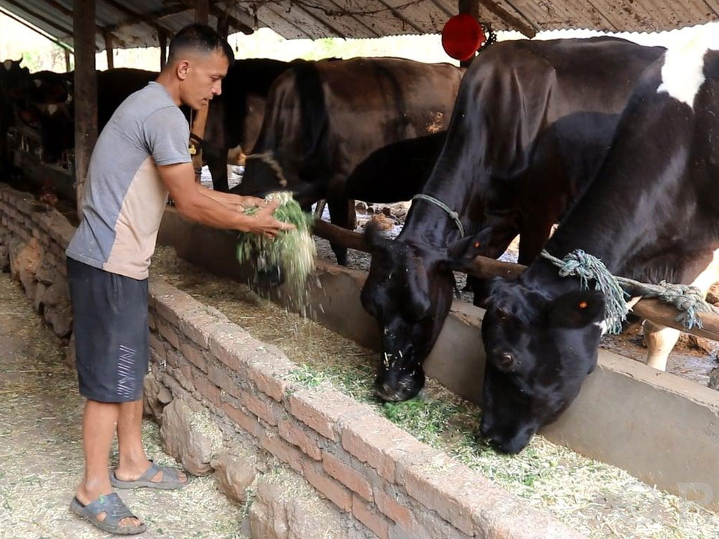 गाई पालन व्यवसायबाट मासिक एक लाख आम्दानी