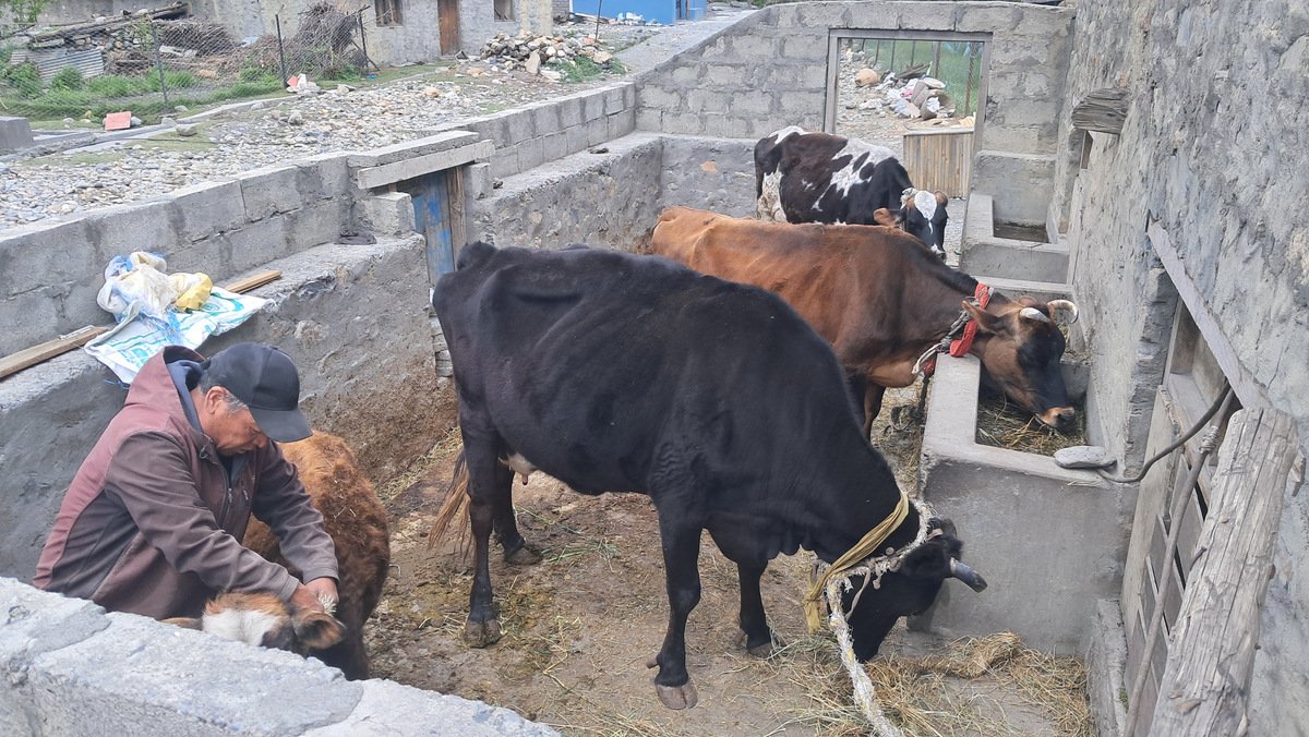 मुस्ताङको स्याङमा उन्नत गाईपालन फस्टाउँदै