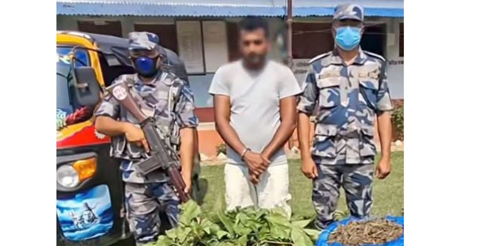 १९ किलो गाँजासहित युवक पक्राउ