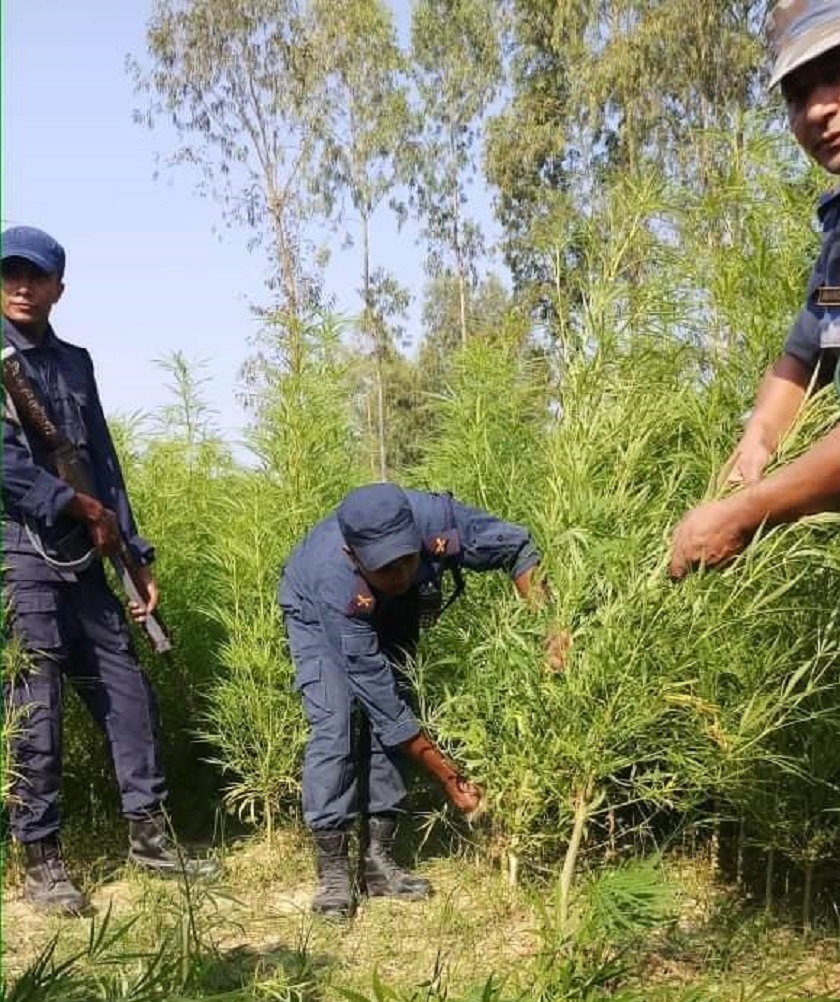 पन्ध्र बिघामा गरिएको गाँजाखेती नष्ट