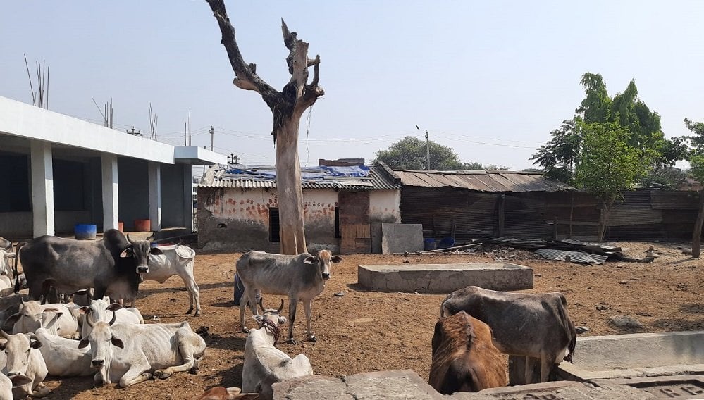 टीकापुर गौशालाबाट गोबर मल बिक्री सुरु