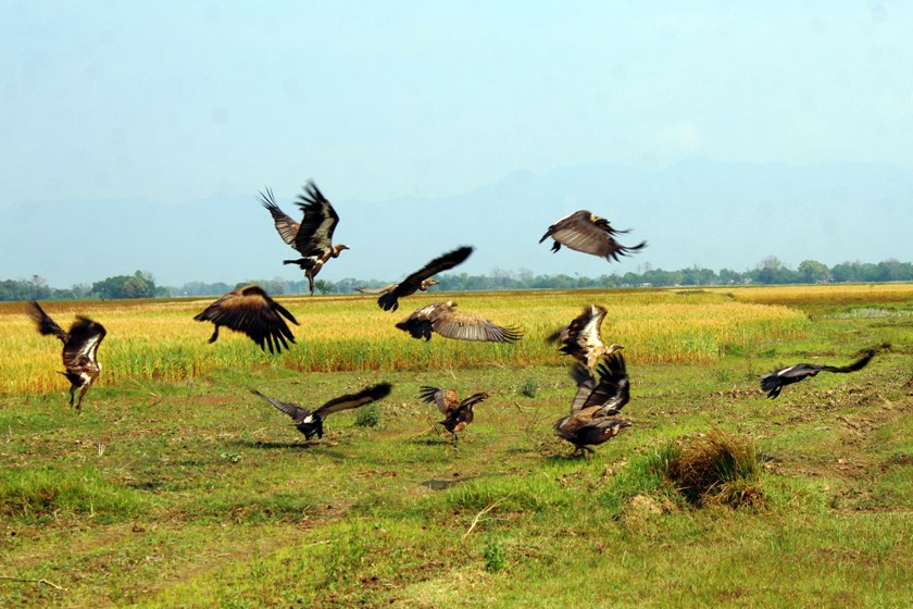 लोपोन्मुख गिद्ध