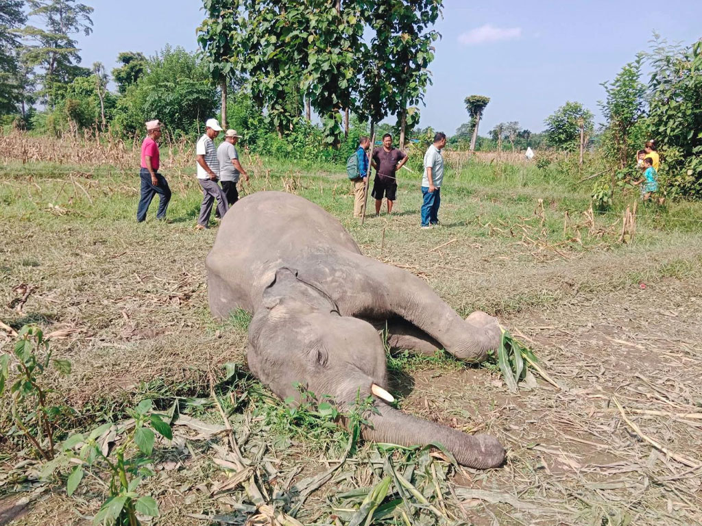 बराह क्षेत्रमा जंगली हात्ती मृत फेला