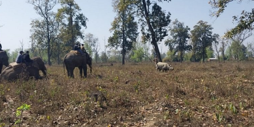 कावासोतीबाट गैँडा स्थानान्तरण सुरु