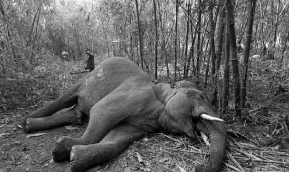 सुनसरीमा एउटा जंगली हात्ती मृत फेला