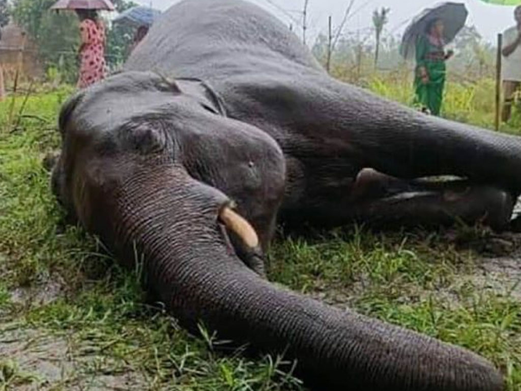 झापामा जंगली हात्ती मृत फेला