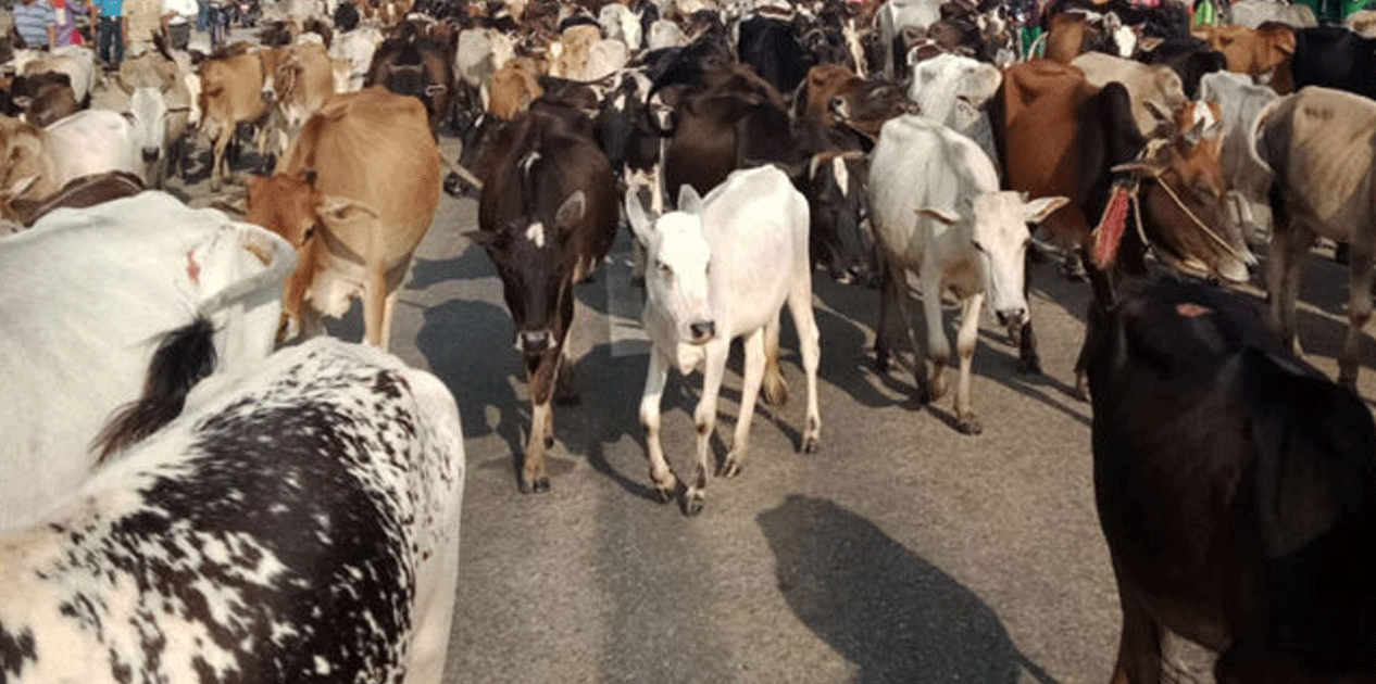 लुम्बिनी प्रदेशमा झण्डै १३ हजार छाडा चौपाया : सर्वेक्षण