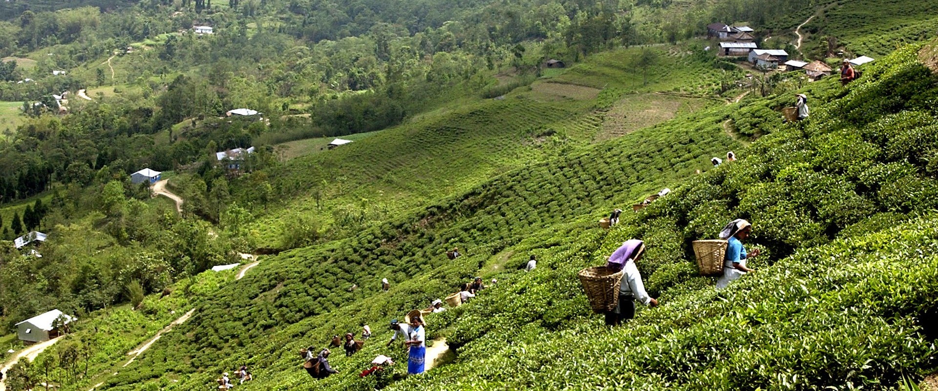 सहकारी क्षेत्रमा योगदान पुर्याउने व्यक्ति  इलाममा सम्मानित