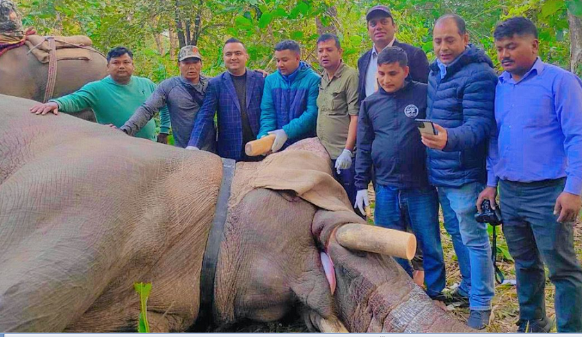 रेडियोकलर जडान गरे पनि ध्रुवे हात्तीले आतङ्क मच्चाउन छाडेन, बिहीवार मात्रै ४ घर भत्कायो