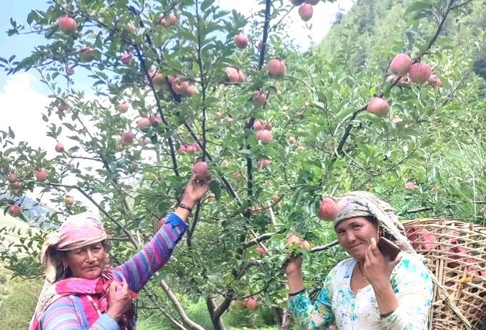 जुम्ली किसानलाई स्याउ टिप्न भ्याइनभ्याइ