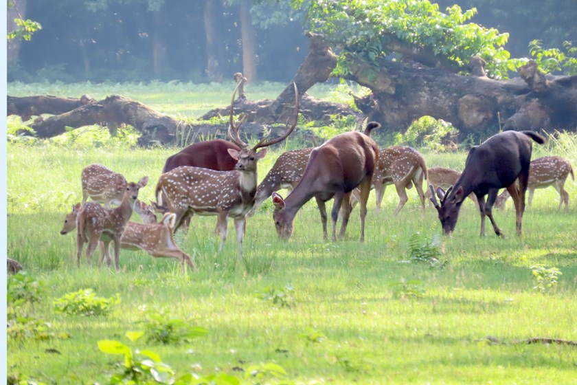 चितवन राष्ट्रिय निकुञ्जमा चार महिनामा ४९ वन्यजन्तुको मृत्यु