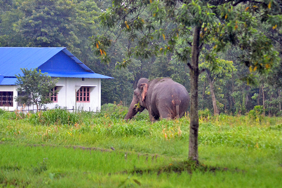 हात्तीले दैनिक घर भत्काउँदा चिसोमा रात कटाउन बाध्य