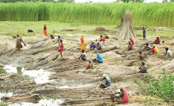 उत्पादन बढे पनि जुटको मूल्यमा गिरावट